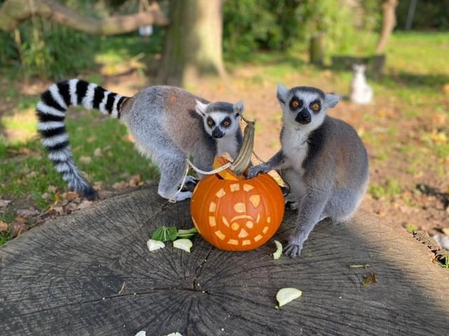 Another animal-based entry with Woburn Safari Park's Spooktacular Safari Trail, on Halloween weekend.
Grab your binoculars to seek out some of the park's most fearsome animals, and spot them enjoying Halloween-based fun of their own.
The event runs on Sunday, October 29, book a regular entry ticket on the day to join the fun.