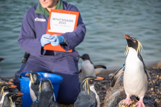 Counting Northern Rockhopper penguins during Whipsnade Zoo's  annual stocktake
