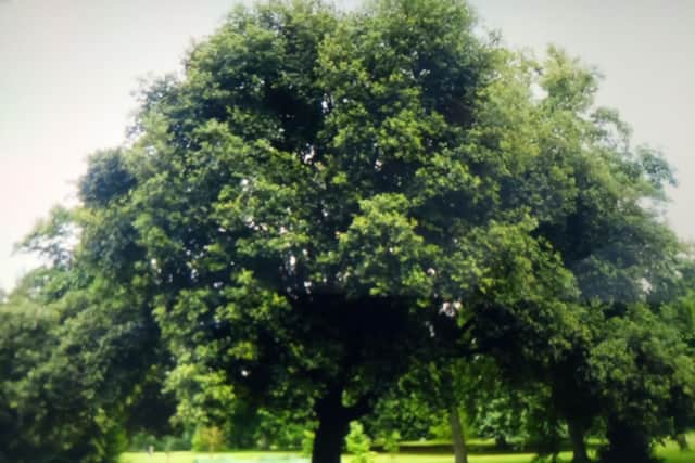 Luton History: The 'Hoodoo Tree' - from acorn to legend