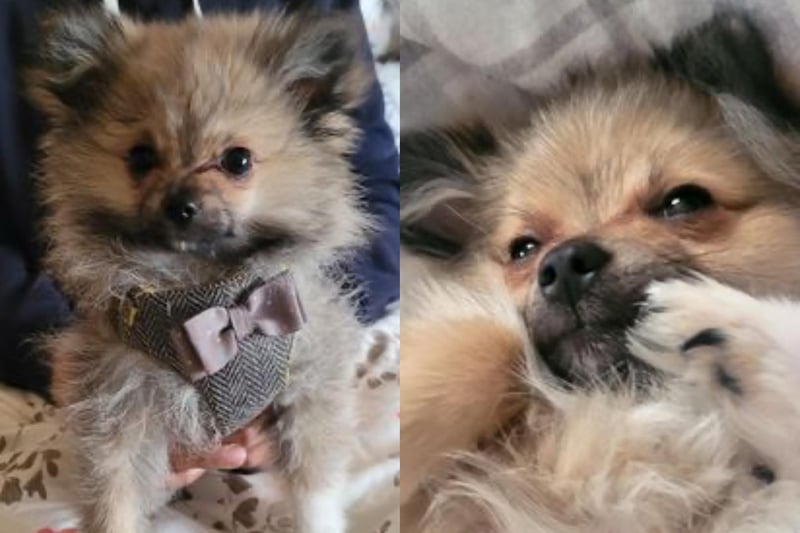 This sweet puppy is Bear - a Pomeranian Chihuahua cross, just 10 months old!