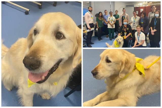 Luton and Dunstable Hospital are welcoming Logan the dog and owner Julie.