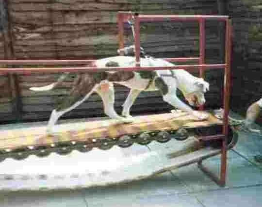 A dog being trained before a big fight (Picture: RSPCA)