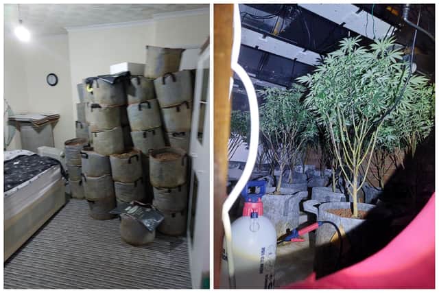 Images from inside a Luton cannabis factory