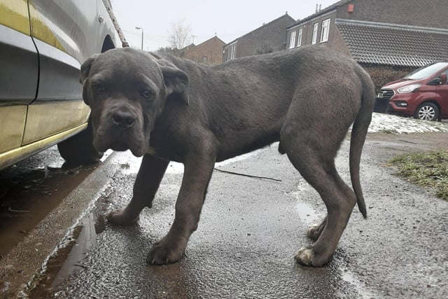 Two Cane Corsos were found in Luton, LU3, on March 9 at 1.15pm. Both dogs are large and have a blue coat. The male's reference number is CBC 0903231235 ESD A. The female's number is CBC 0903231235 ESD B.