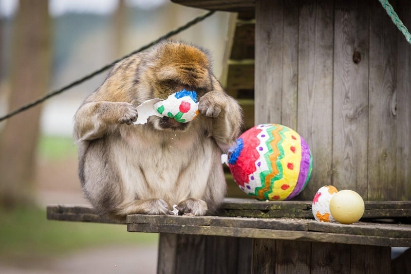 The Barbary macaque troop also enjoyed some eggs collected from the Park’s rhea.
