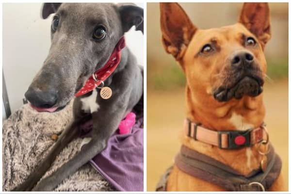 Gus (left) and April (right) are two of many animals in Bedfordshire who are still looking for a permanent home.