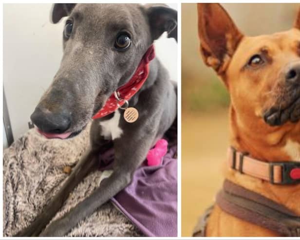 Gus (left) and April (right) are two of many animals in Bedfordshire who are still looking for a permanent home.
