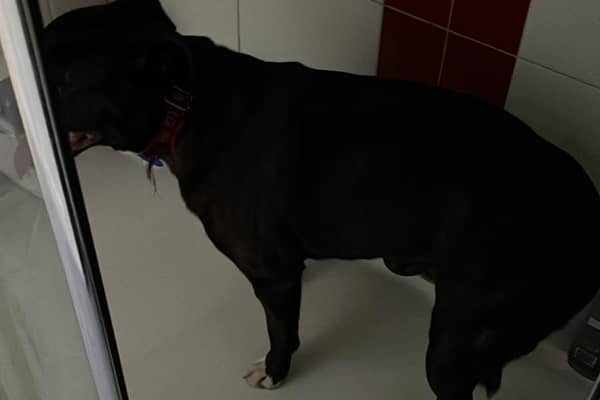 Sandra's dog was left panting and cowering in the shower cubicle at the weekend because of the fireworks. Picture: Sandra Swan