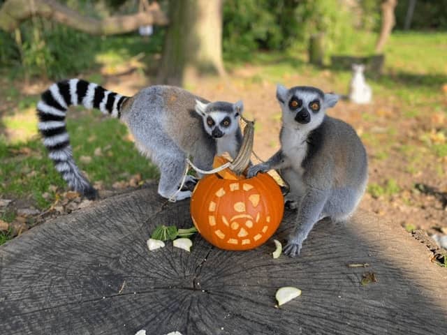 Inquisitive ring-tailed lemurs search out hidden treats inside a Halloween pumpkin