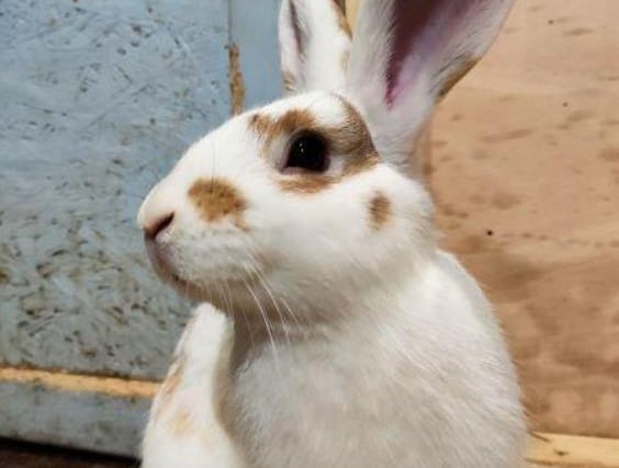 Tango is an eight-month old indoor rabbit, who was born at the centre with five siblings. Tango has been working on his socialisation and will need time to run around and explore his new home. This inquisitive rabbit would love nothing more than to run around, play with his toys, and eat hay.