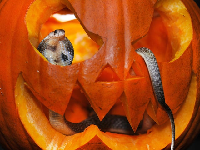 Frosts Pumpkin Patch, at the Frosts garden centre in Willington, is returning for a second year, running now right up until Halloween. As well as picking your very own pumpkin, little ones can enjoy a mini tractor trail and spooky mini golf! Pre-booking is essential, book via the Frosts website.