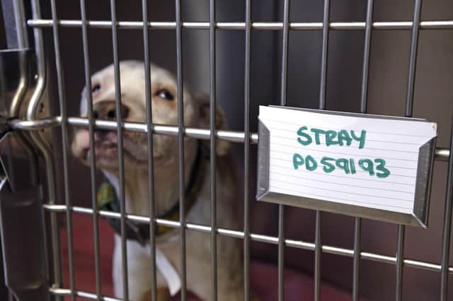 Stray dog in a kennel. Picture: RSPCA