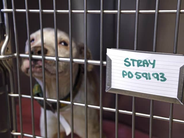 Stray dog in a kennel. Picture: RSPCA