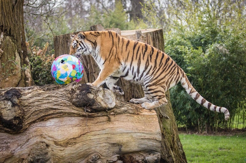 Vera the Amur tiger acting like the big cat that she is, and loving her scented enrichment balls!