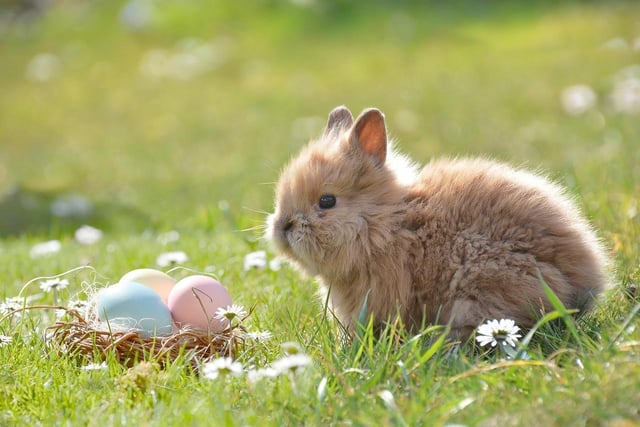 Whipsnade Zoo is hosting a 'Zoonormous Egg Hunt'. Attendees will learn about various animals whilst hunting for eggs of all sizes and colours. Unravelling clues or solving riddles at each location will crack the code that will help you find a golden egg. To find out more, visit the Whipsnade Zoo website. https://www.whipsnadezoo.org/plan-your-visit/events/easter-at-whipsnade-zoo(Image for illustrative purposes)