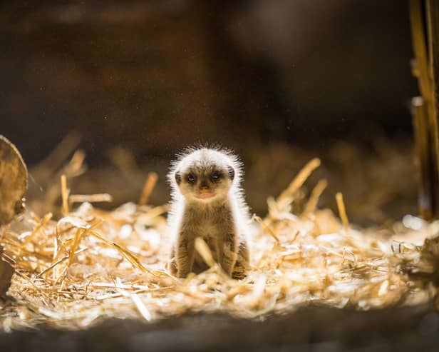 Name the baby meerkat to be in with a chance of winning