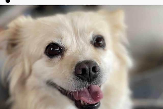 A Doghood profile - credit Doghood/ Animal News Agency 