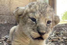 Whipsnade Zoo African lion cub greets keeper Nel. (Picture: ZSL)