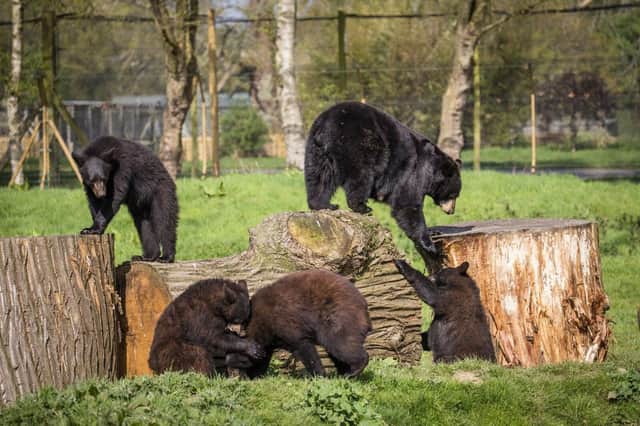 North American black bear cubs Harvard, Colorado, Aspen and Maple with mum Phoenix