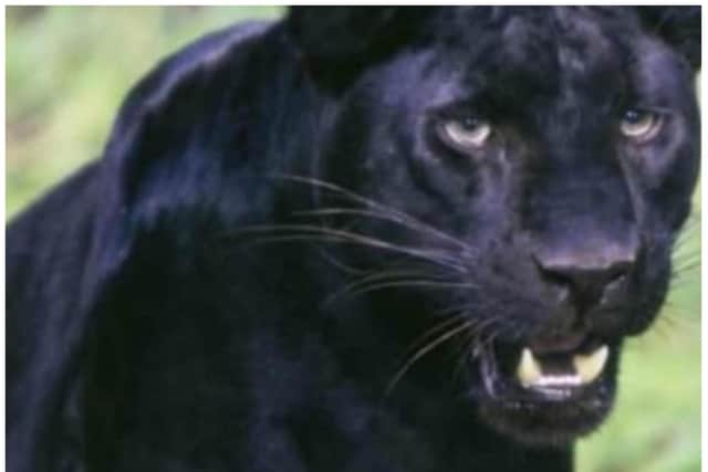 An expert says there's proof big cats are on the prowl in the UK.