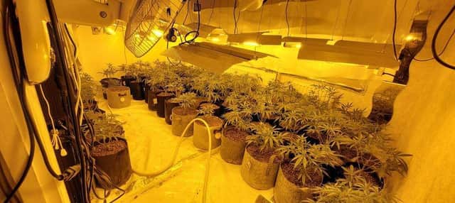 Mors than £1m worth of cannabis plants was recovered