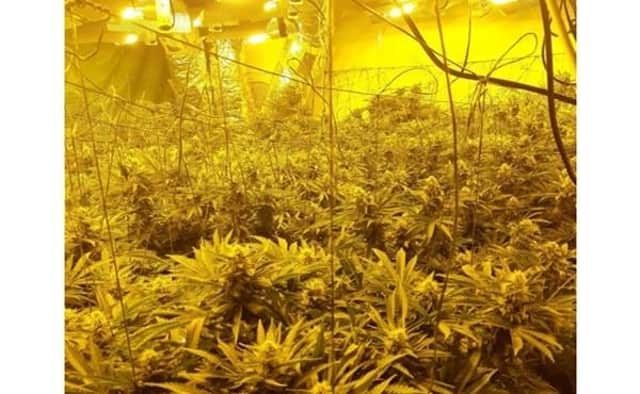Cannabis worth around £250,000 was uncovered