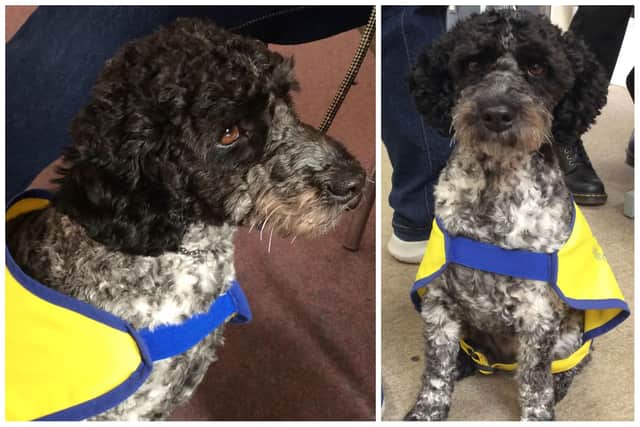 The lovely Winnie is the new therapy dog for Bramingham Primary School in Luton