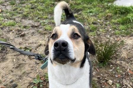 Dexter (pictured) and his sister Sacha would prefer to play fetch on a long-lead, or in an enclosed field as they are learning recall. They may be suitable to live with children. Dexter is also around five years old.