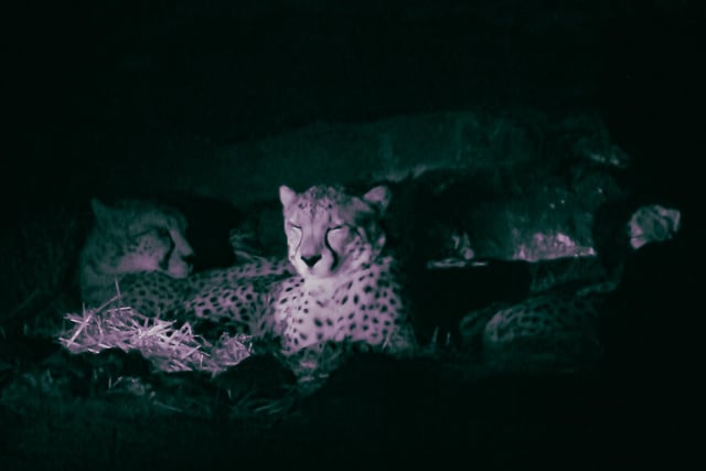 Overnight guests stay in one of nine cosy cabins nestled in the heart of the zoo - almost as cosy as these cheetahs .