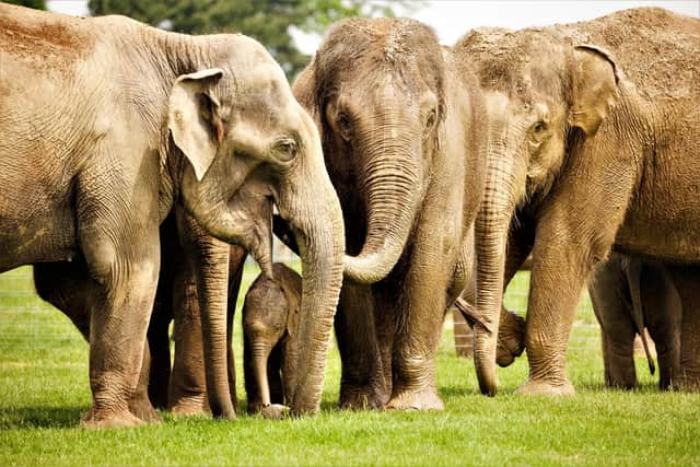 The Asian elephant herd at ZSL Whipsnade Zoo all help to look after calf Elizabeth (c)ZSL