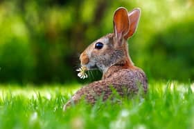 brown rabbit on green grass during daytime - image by 12019 from Pixabay
