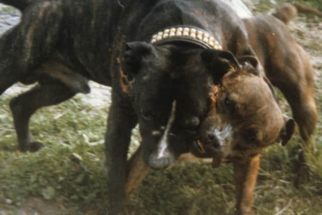 Two adult American Pit Bull type dogs in an illegal dogfight (Picture: RSPCA)