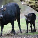 A young anoas bull walks next to its mother. PIC MAURIZIO GAMBARINI/DPA/AFP via Getty Images