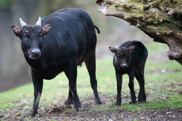 A young anoas bull walks next to its mother. PIC MAURIZIO GAMBARINI/DPA/AFP via Getty Images