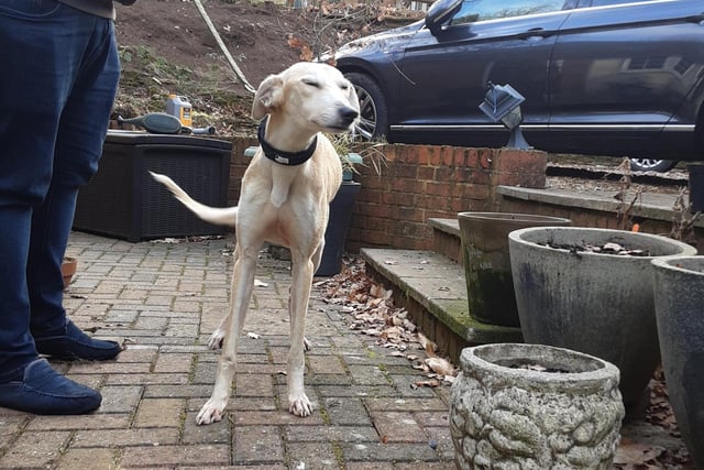 This large adult lurcher was found in central Bedfordshire in MK45. He was found at 11am on February 20. He has a tan, smooth coat and was found with a collar. His reference number is CBC 1902230905 ESD.