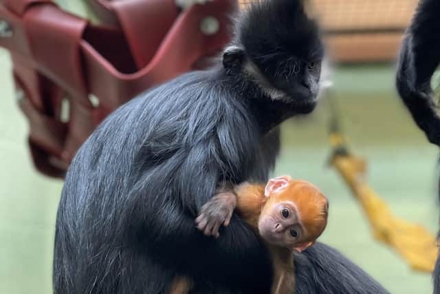Baby François’ langur and Mum Lulu at Whipsnade Zoo