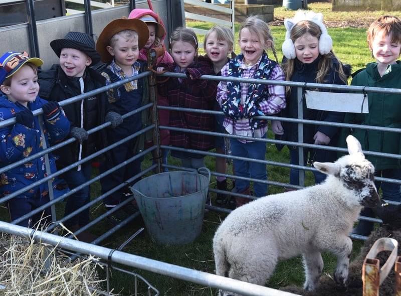 All Days Community Learning Farm bring a selection of animals to Wood Fold Primary School, Standish, for nursery and reception school children to meet and learn about.