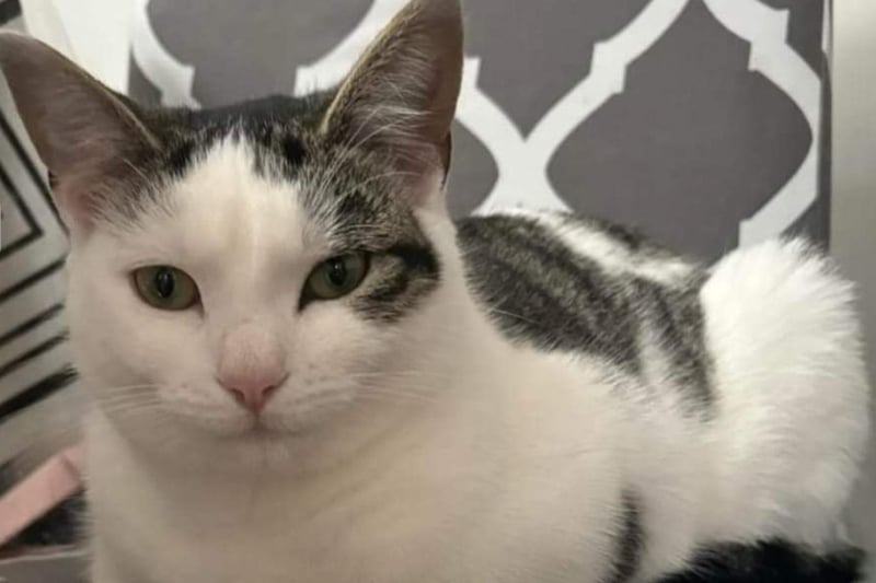 Georgie has come in to T.A.C.O Cat Rescue through no fault of her own, and soon will be ready to start the search for her new home. According to T.A.C.O, she is 'sweet, loves a fuss, and plays with her favourite toy that she came in with - which will also go with her'. Georgie may be suitable to be rehomed with a calm dog or children.