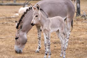 Amara with the first-born foal