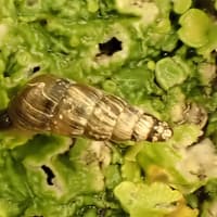 Rare tree snail found in Bedfordshire church walls