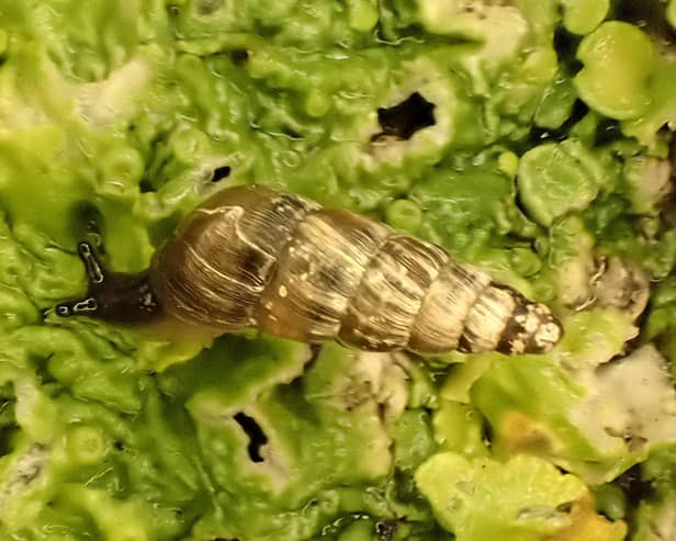 The Balea sarsii snail