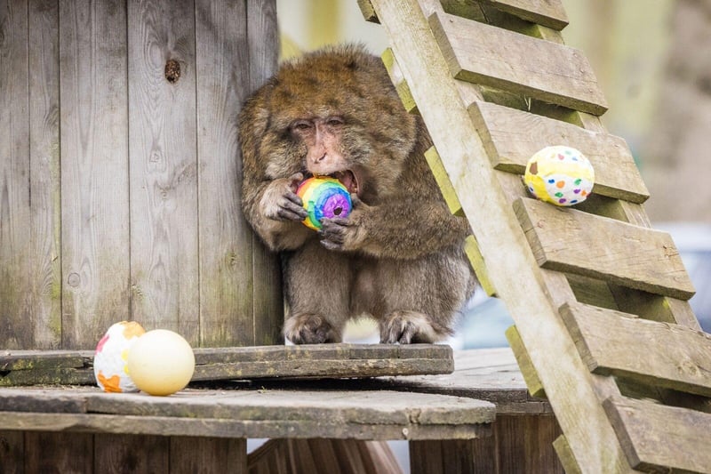 The Barbary macaque troop excitedly tucked into a mix of decorated paper eggs