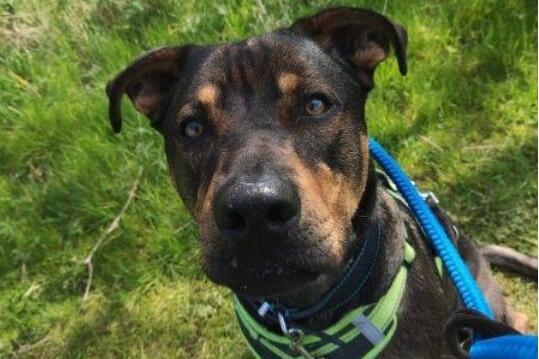 Harley is a male Rottweiler Cross whose previous owner was unable to care for him. He is good meeting new people and will bound over for a fuss, and would be looking for a home that could continue his training. He is a young, active, and clever boy with the potential to learn lots with the right adult only owners. Phone: 01908 584000
Email: beds.reception@nawt.org.uk
