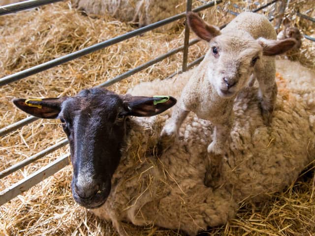 Lambing is Back Event Returns to Mead Open Farm