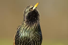 The starling was the most frequently spotted bird across Bedfordshire as part of the RSPB's Big Garden Birdwatch. Photo: Ben Andrew