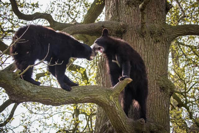 Two of the North American black bear cubs at Woburn Safari Park exploring their new 12-acre home