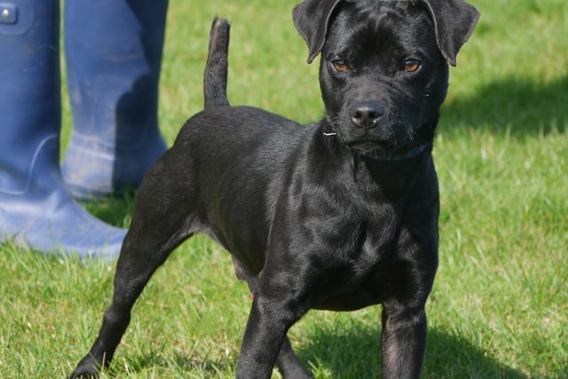 If Tom Good, the one year old Patterdale Terrier, had to be described by Appledown in two words - it would be 'people pleaser'. According to the rescue, Tom Good is 'delightful' and 'absolutely full of beans'. He is active, loves a ball, and could be suitable to live with a female dog pending a successful introduction.