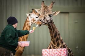 The giraffes enjoy some Valentine's treats. Image: Woburn Safari Park.