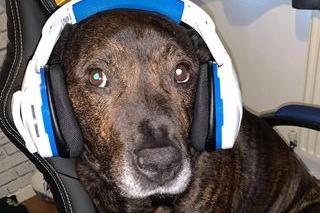 This Staffie is a older chap at 12 years old, but super cute nevertheless! We love the headphones, Buster