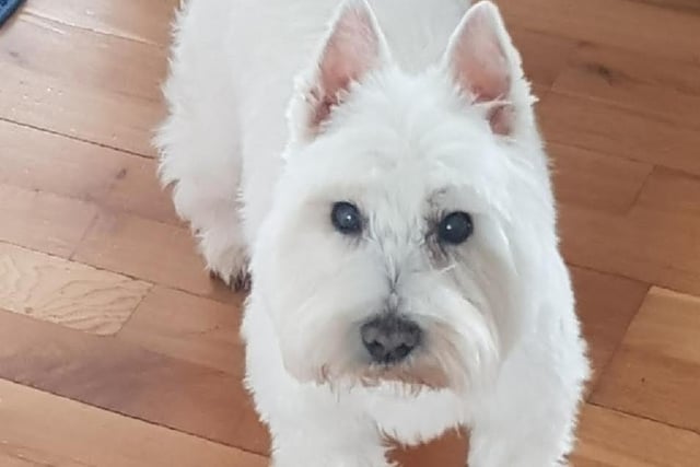 This West Highland Terrier is 16 years old who loves cuddles and snoozing.
